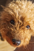 A close-up of a curly-coated doodle’s face, showing its soft fur and bright eyes.