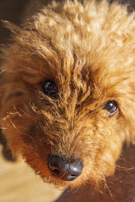 A close-up of a curly-coated doodle’s face, showing its soft fur and bright eyes.