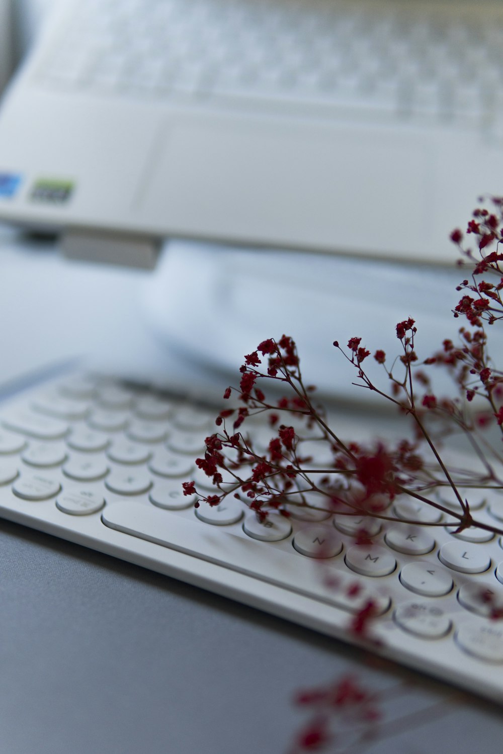 a close up of a flower on a keyboard