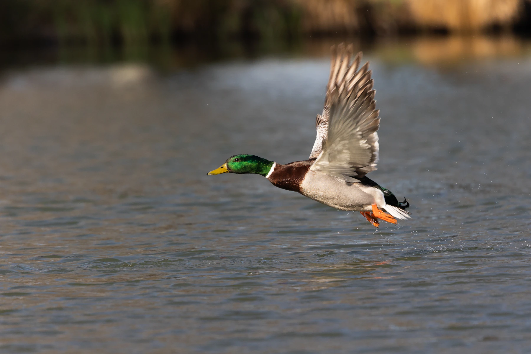 A mallard drake frozen mid-takeoff low over blue water with its wings raised