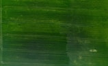 An aerial view of a lush green agricultural field.