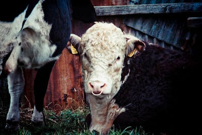 A group of Nelore Pintado cattle resting together near a rustic wooden fence on the farm