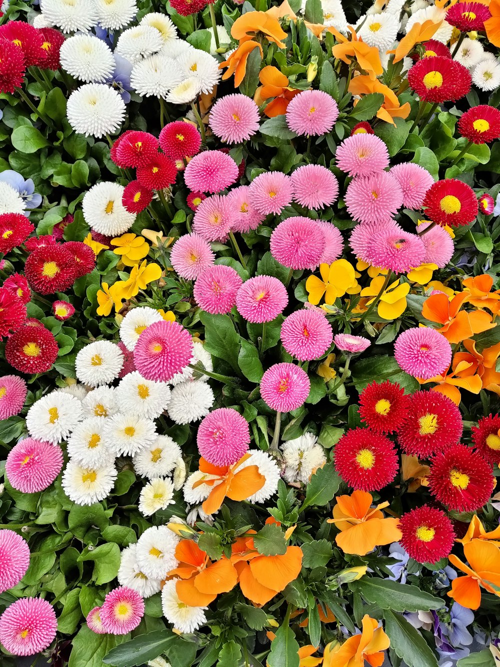 a bunch of different colored flowers together