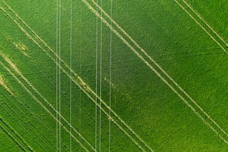 Lines created by agricultural machinery form a pattern across a large, lush green field.