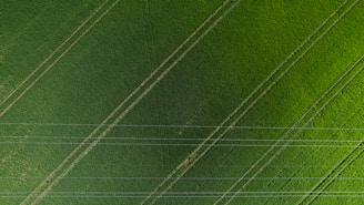 An aerial view of a lush, green field with evenly spaced rows and a few parallel lines resembling tracks or paths. The area is crisscrossed by several thin linear structures that appear to be power lines, creating a geometric pattern over the natural landscape.