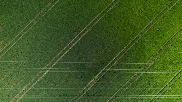An aerial view of a lush, green field with evenly spaced rows and a few parallel lines resembling tracks or paths. The area is crisscrossed by several thin linear structures that appear to be power lines, creating a geometric pattern over the natural landscape.