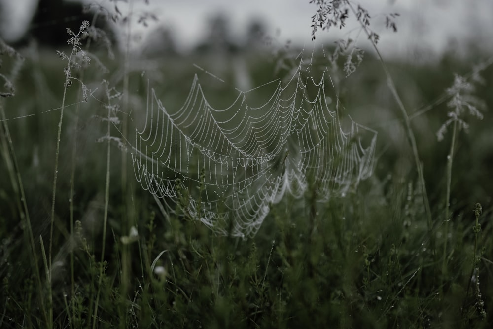 a spider web in the middle of a field