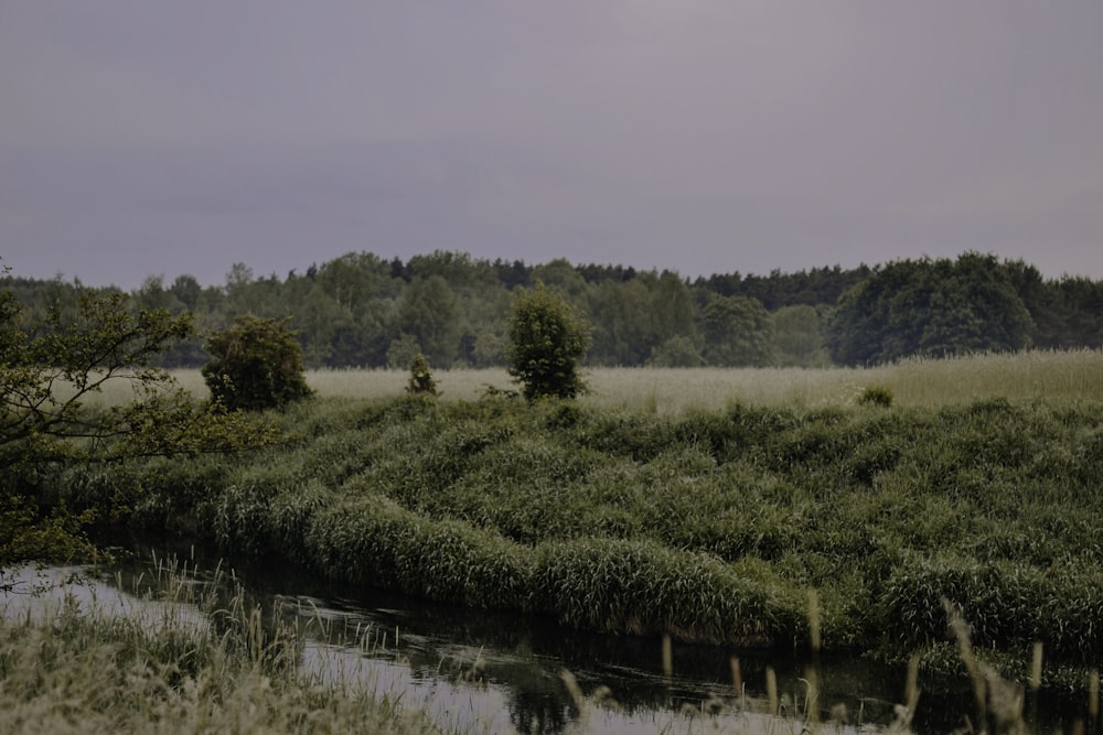 a river running through a lush green field