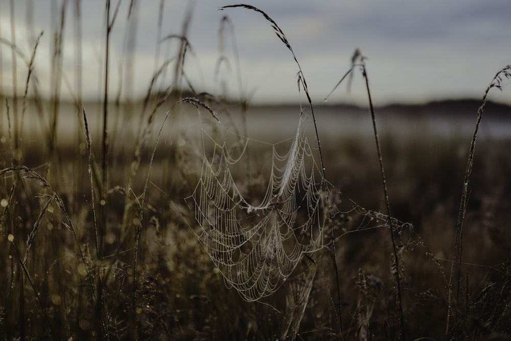 a spider web in the middle of a field