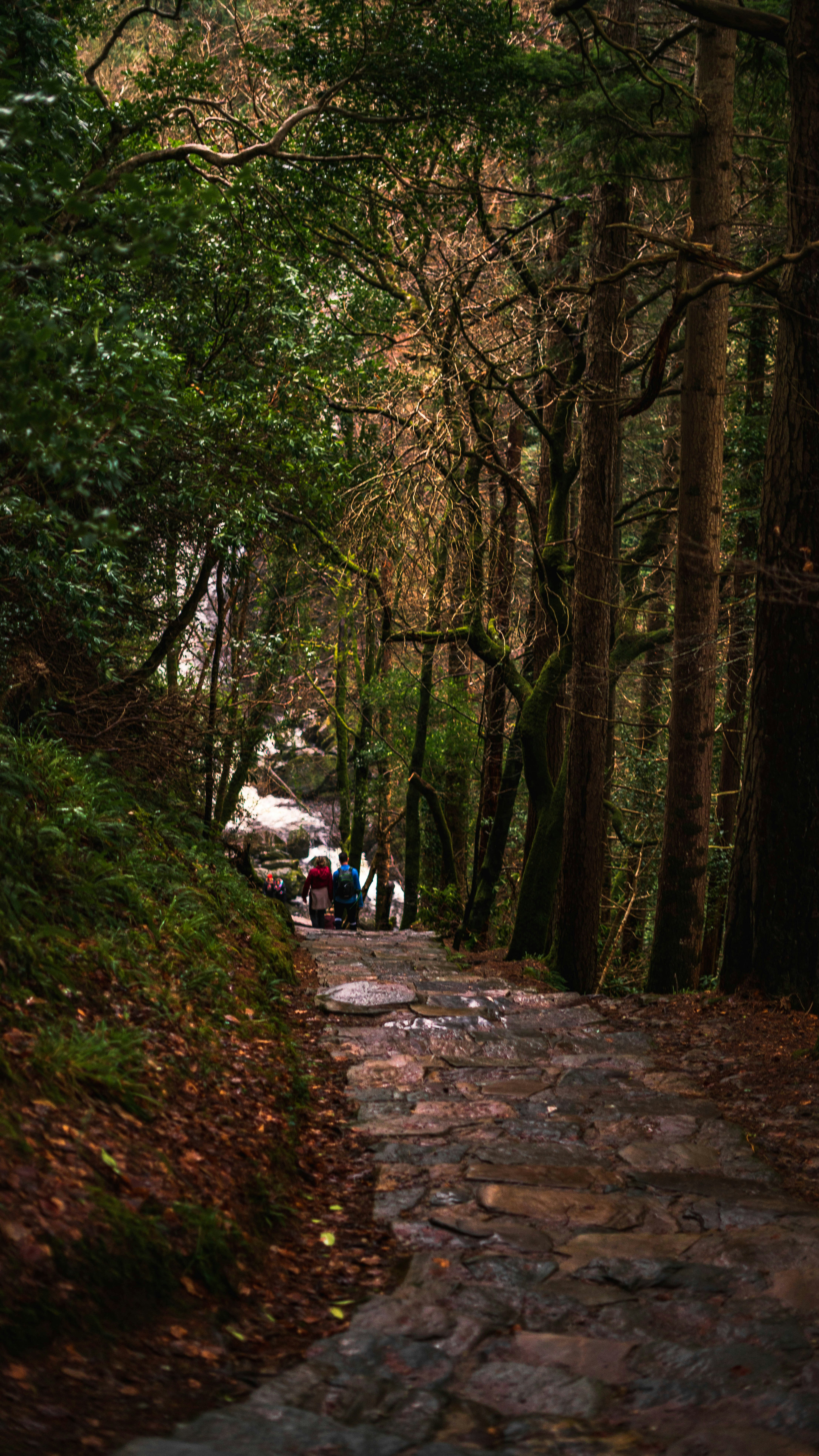 a group of people walking down a path in the woods