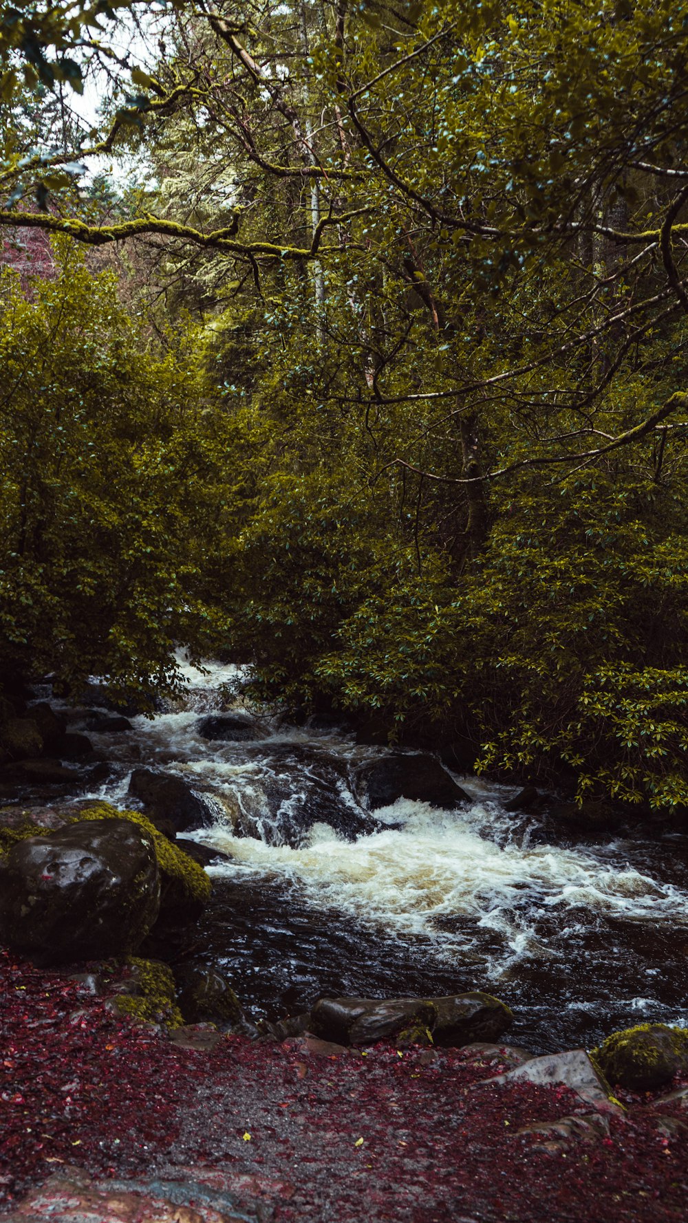 a river running through a lush green forest