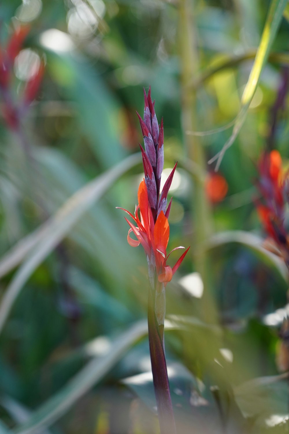 a close up of a flower in a field