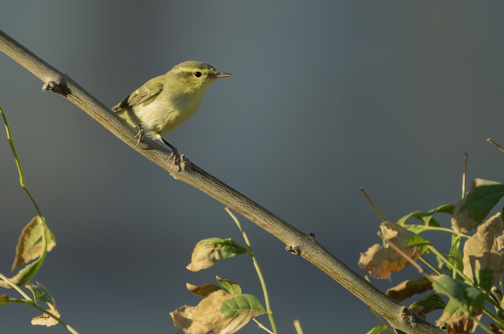 a small yellow bird perched on a tree branch