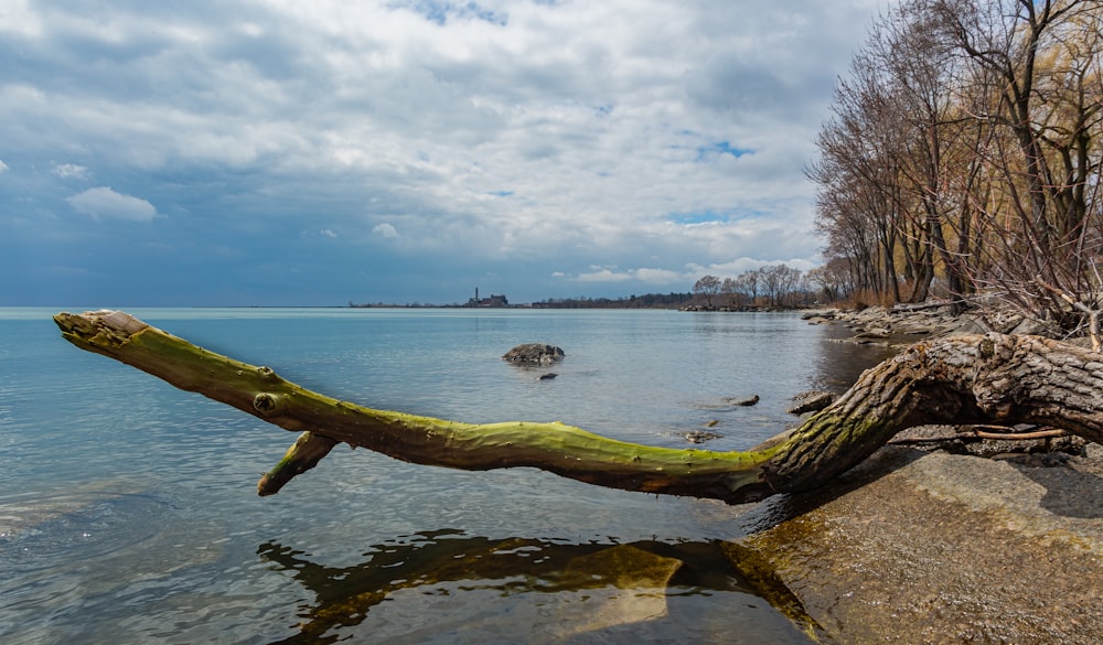 a fallen tree laying on the shore of a lake