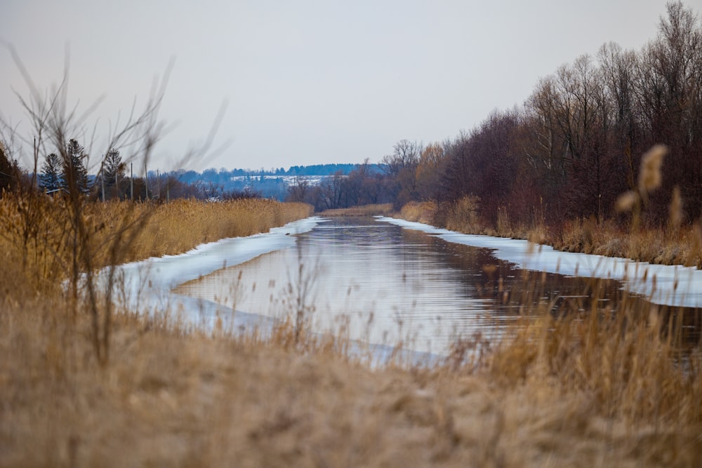 a river running through a field next to a forest