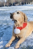 A small golden retriever puppy wearing a soft, cream-colored knitted sweater sitting on a snowy porch.