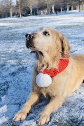 A small golden retriever puppy wearing a soft, cream-colored knitted sweater sitting on a snowy porch.