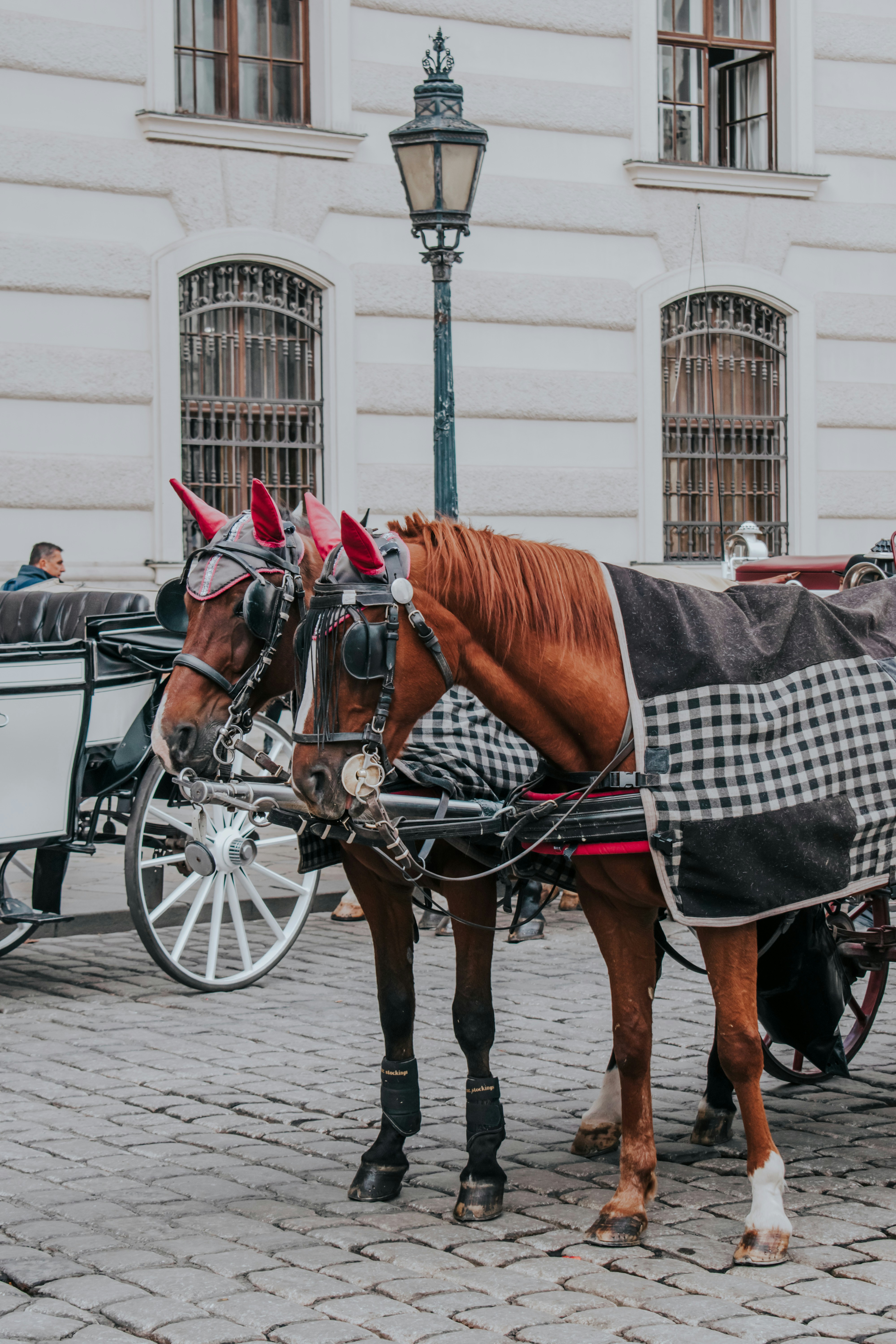 Un par de caballos que están parados en la calle