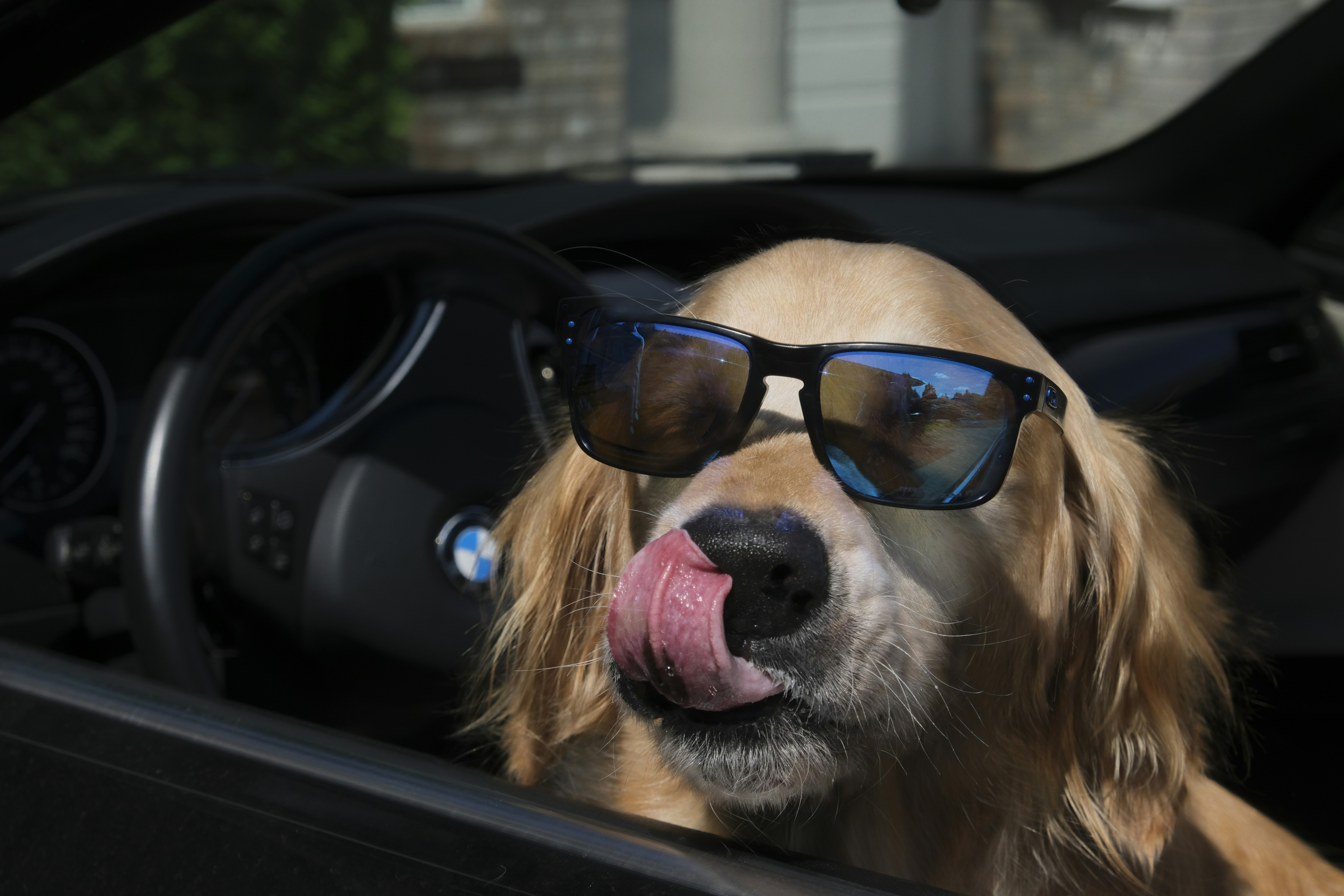 Dog wearing travel goggles in car