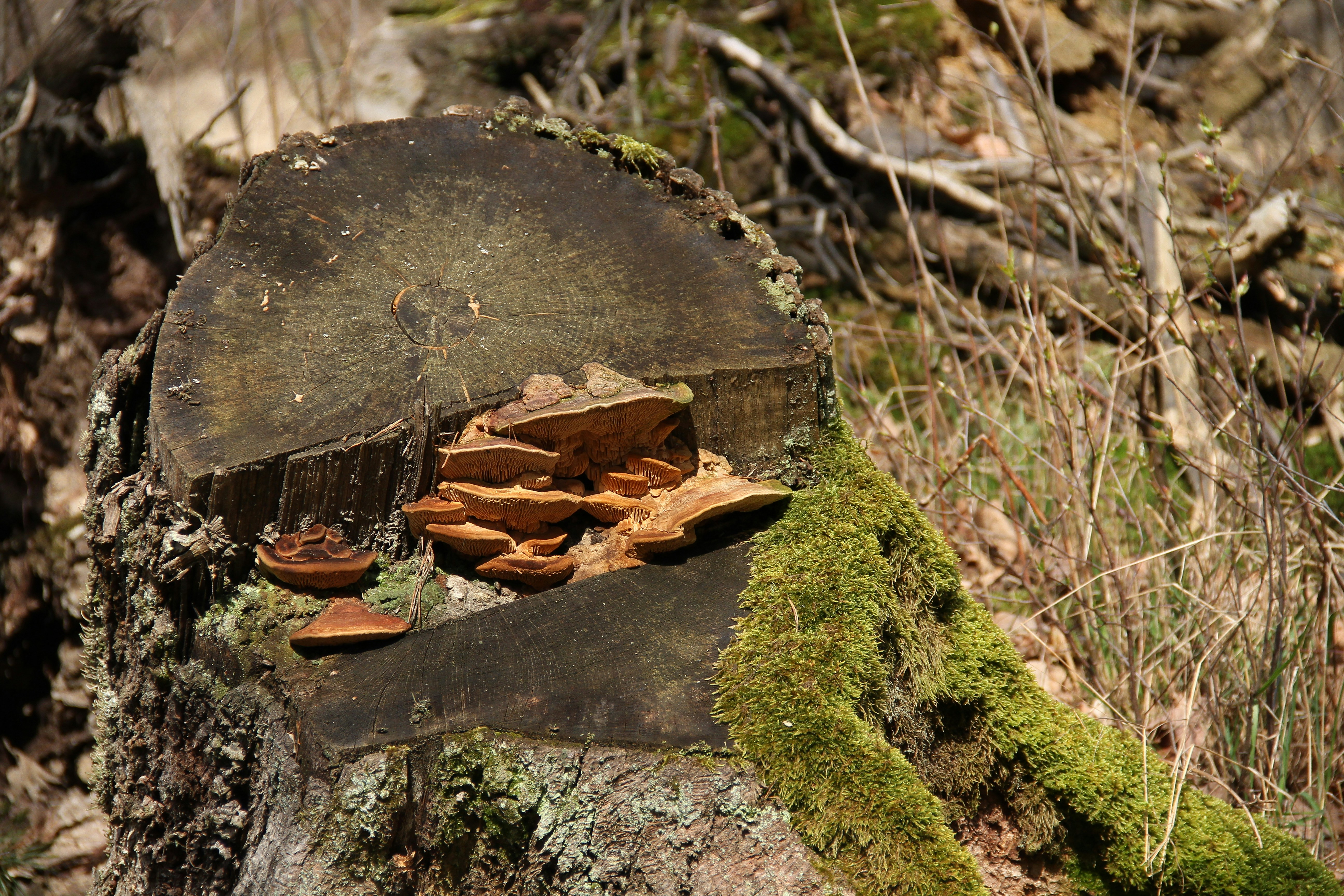 A tree stump with a bunch of shoes on it