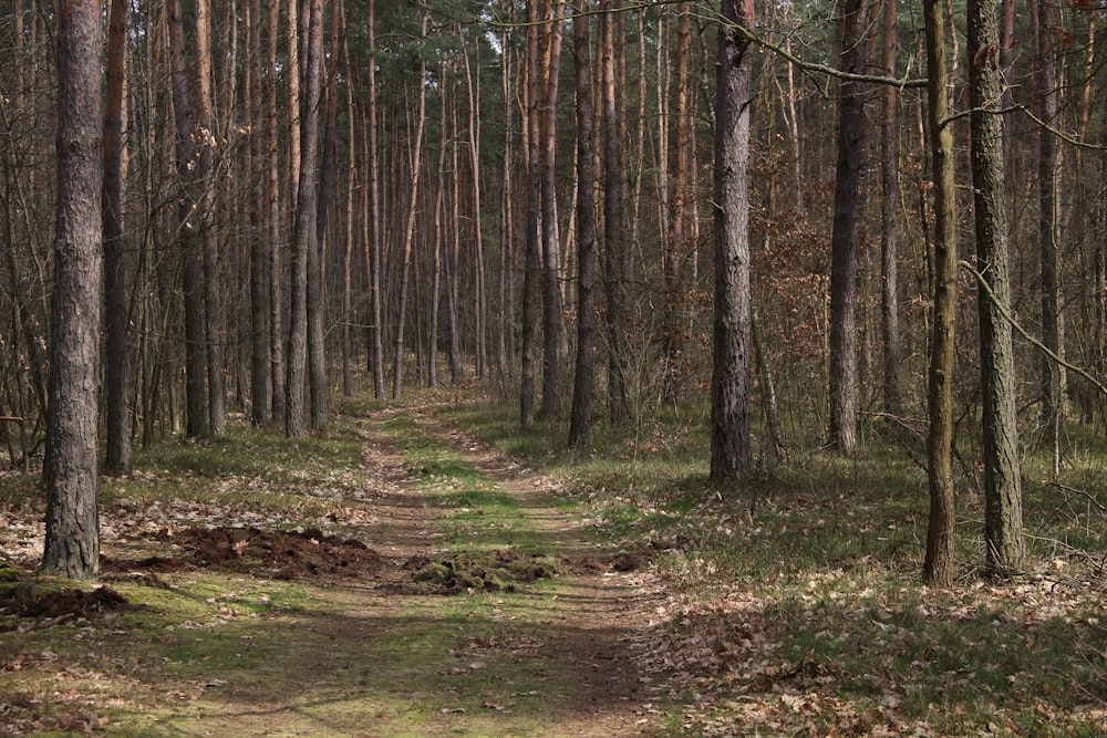森の真ん中にある未舗装の小道