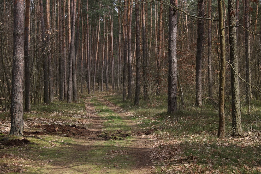 Un camino de tierra en medio de un bosque