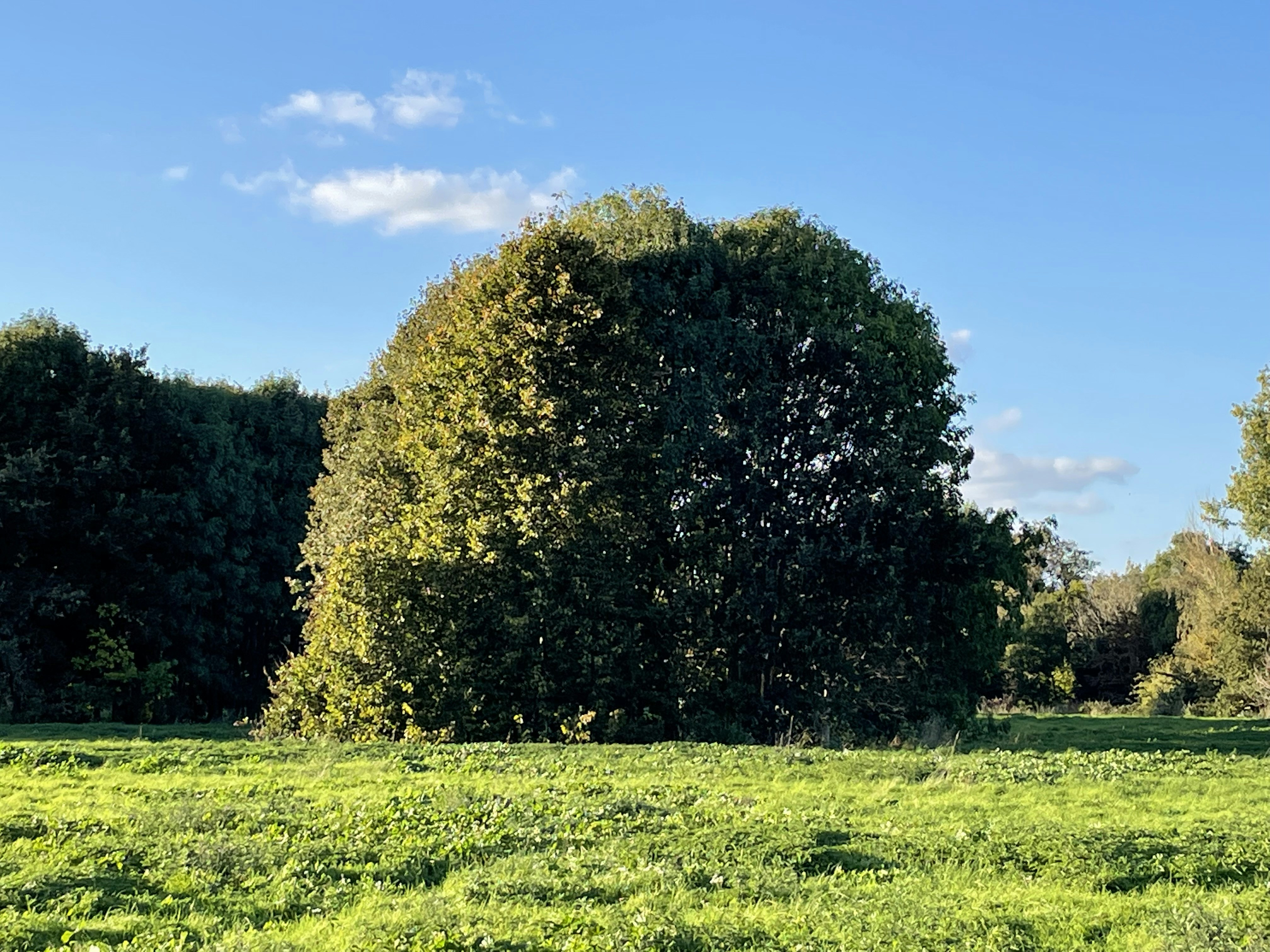 a grassy field with trees in the background