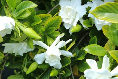White gardenia flowers are in full bloom surrounded by lush green leaves. The delicate petals create a contrast with the vibrant foliage, adding a sense of freshness and tranquility.