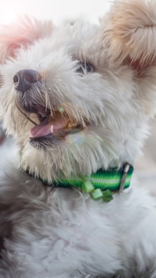 A fluffy white dog with a green collar is playfully looking to the side. Its tongue is out slightly, and its ears are perked up, suggesting alertness and curiosity. The sunlight adds a gentle glow to the fur, creating a warm atmosphere.