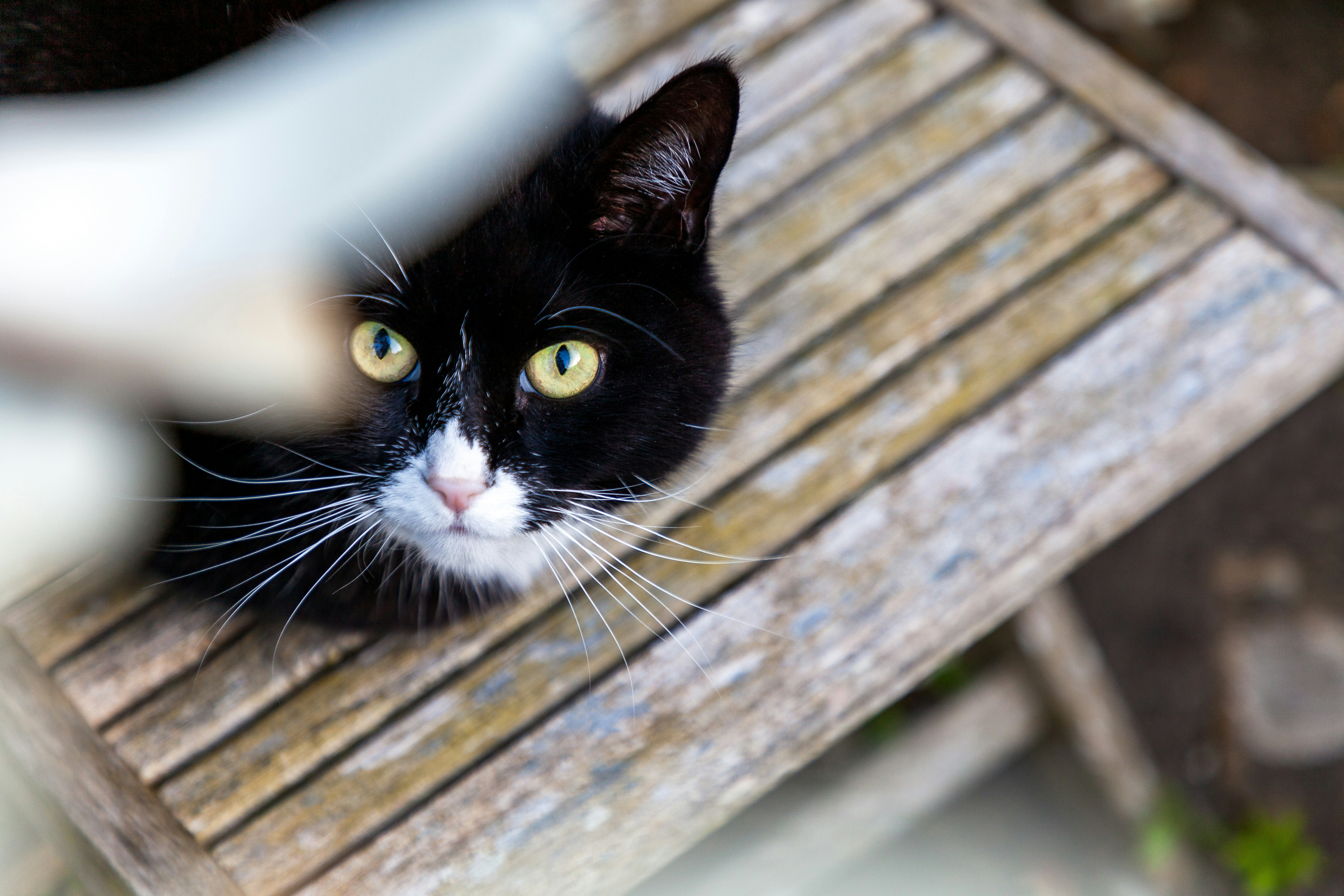 a black and white cat sitting on top of a wooden bench