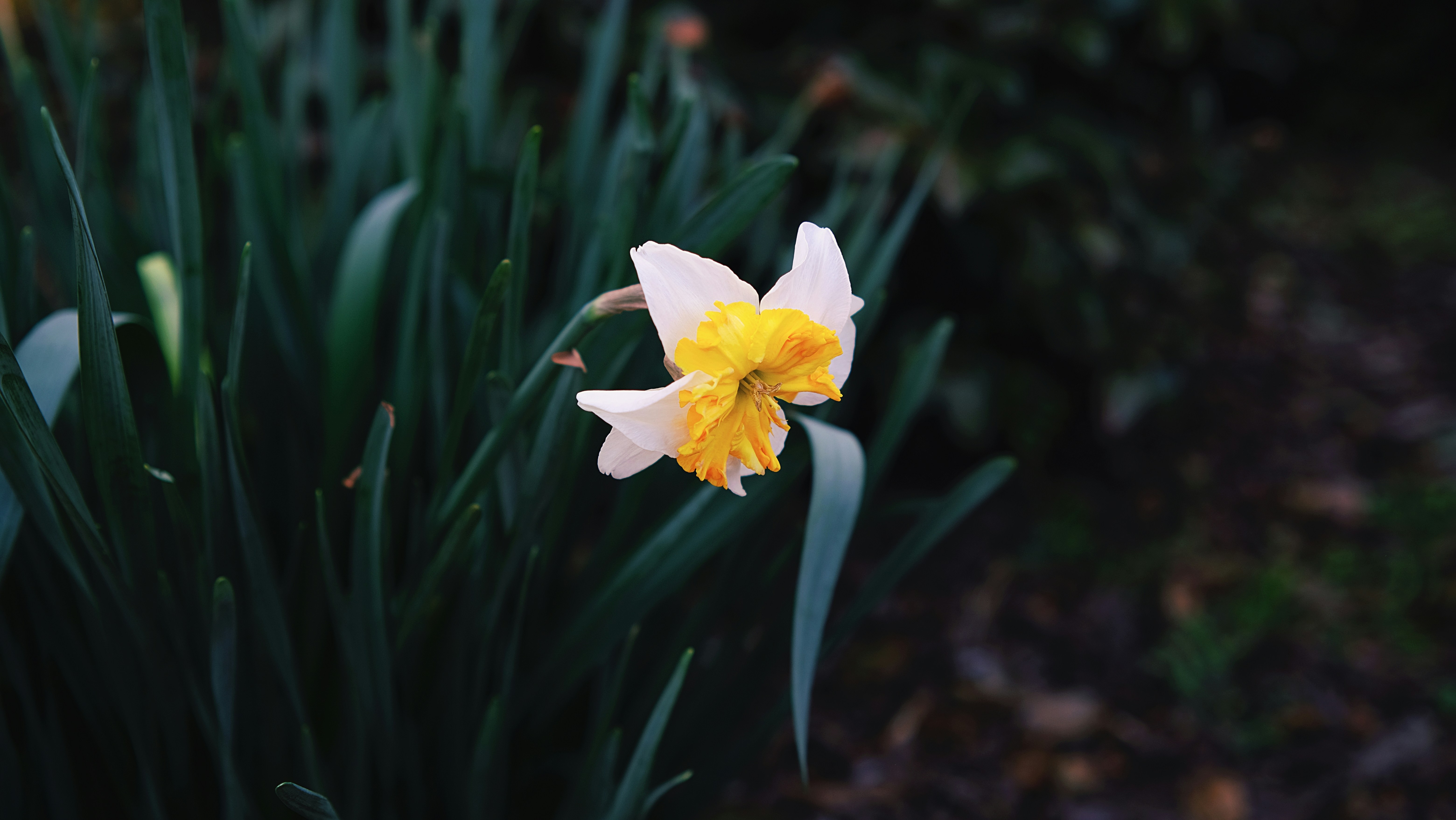 Photo by leiadakrozjhen