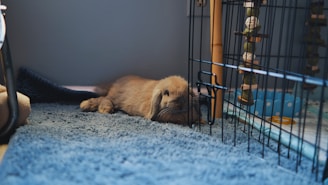 a dog laying on the floor next to a cage