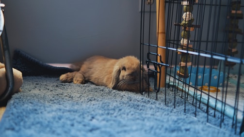 A playful bunny with floppy ears enjoying a colorful wooden toy inside a modern cage.