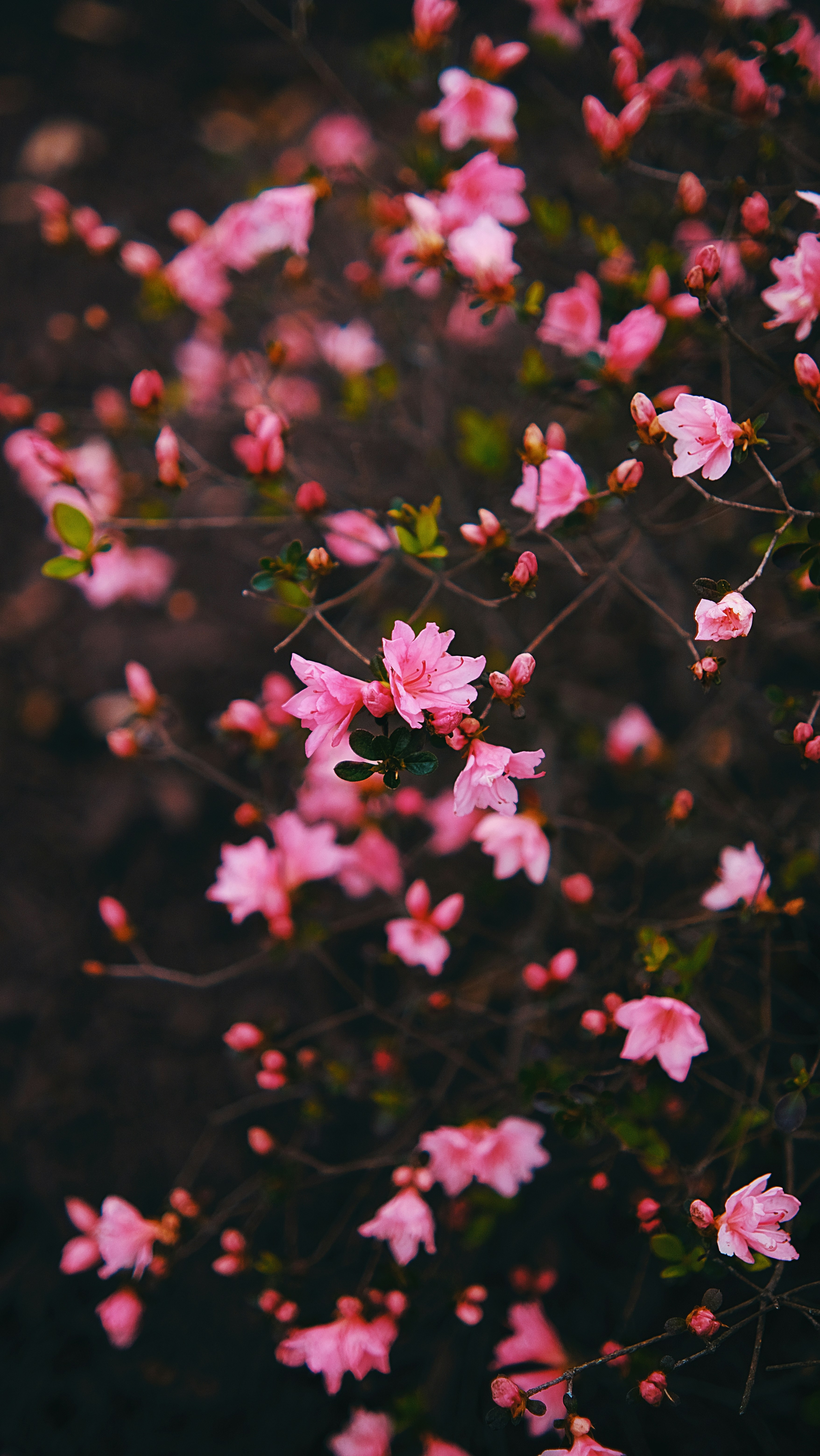 Photo by leiadakrozjhen