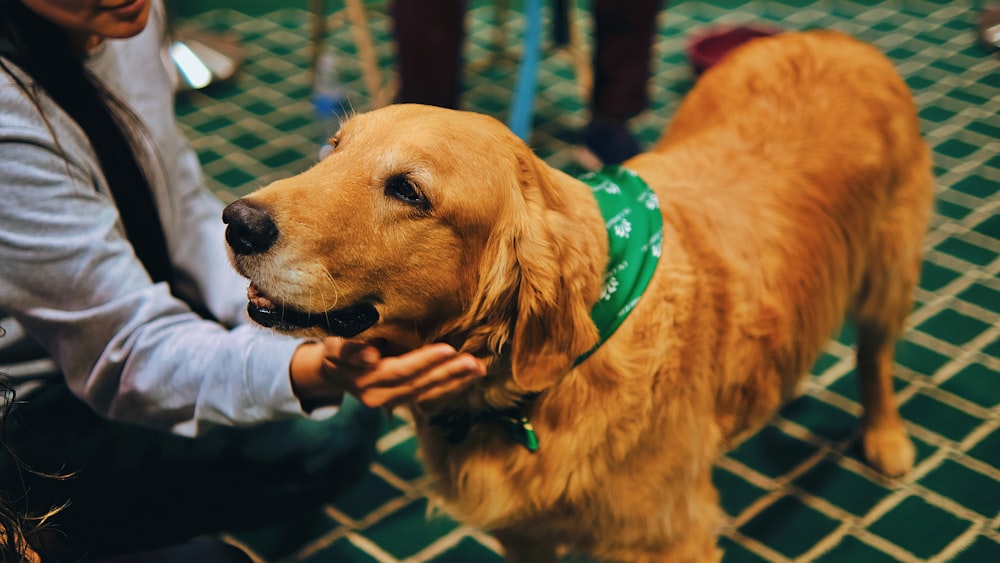 a person petting a dog with a green collar