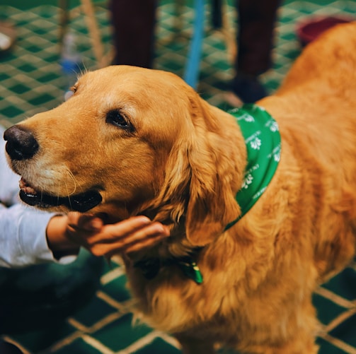 a person petting a dog with a green collar