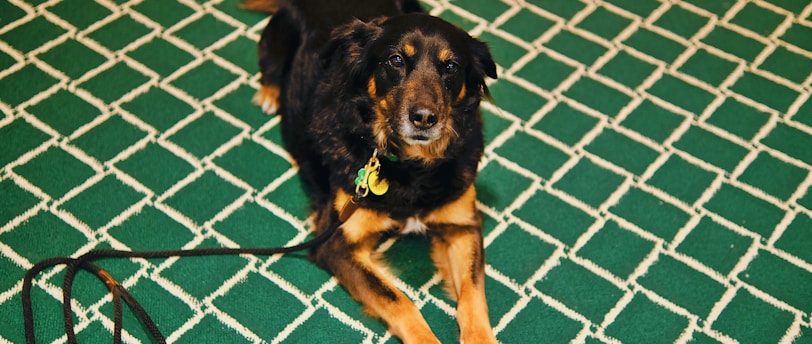 a black and brown dog laying on a green rug