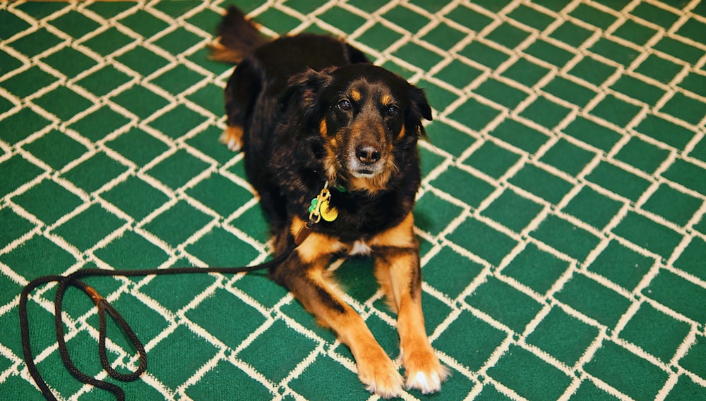 Un perro negro y marrón acostado sobre una alfombra verde