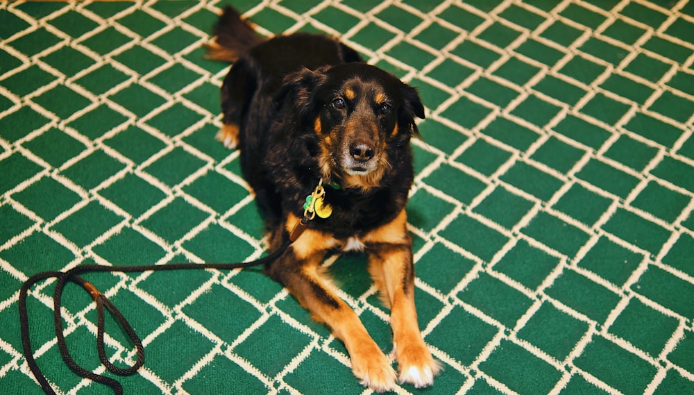 a black and brown dog laying on a green rug