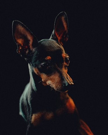 A small, alert dog with large ears and a sleek, dark coat is set against a black background. The lighting accentuates its expressive face and sharp features.