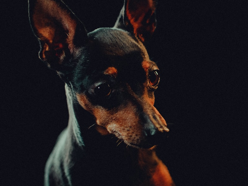 a small black and brown dog sitting in the dark