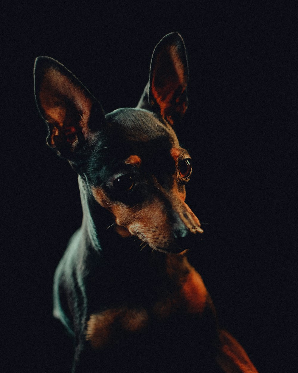 a small black and brown dog sitting in the dark