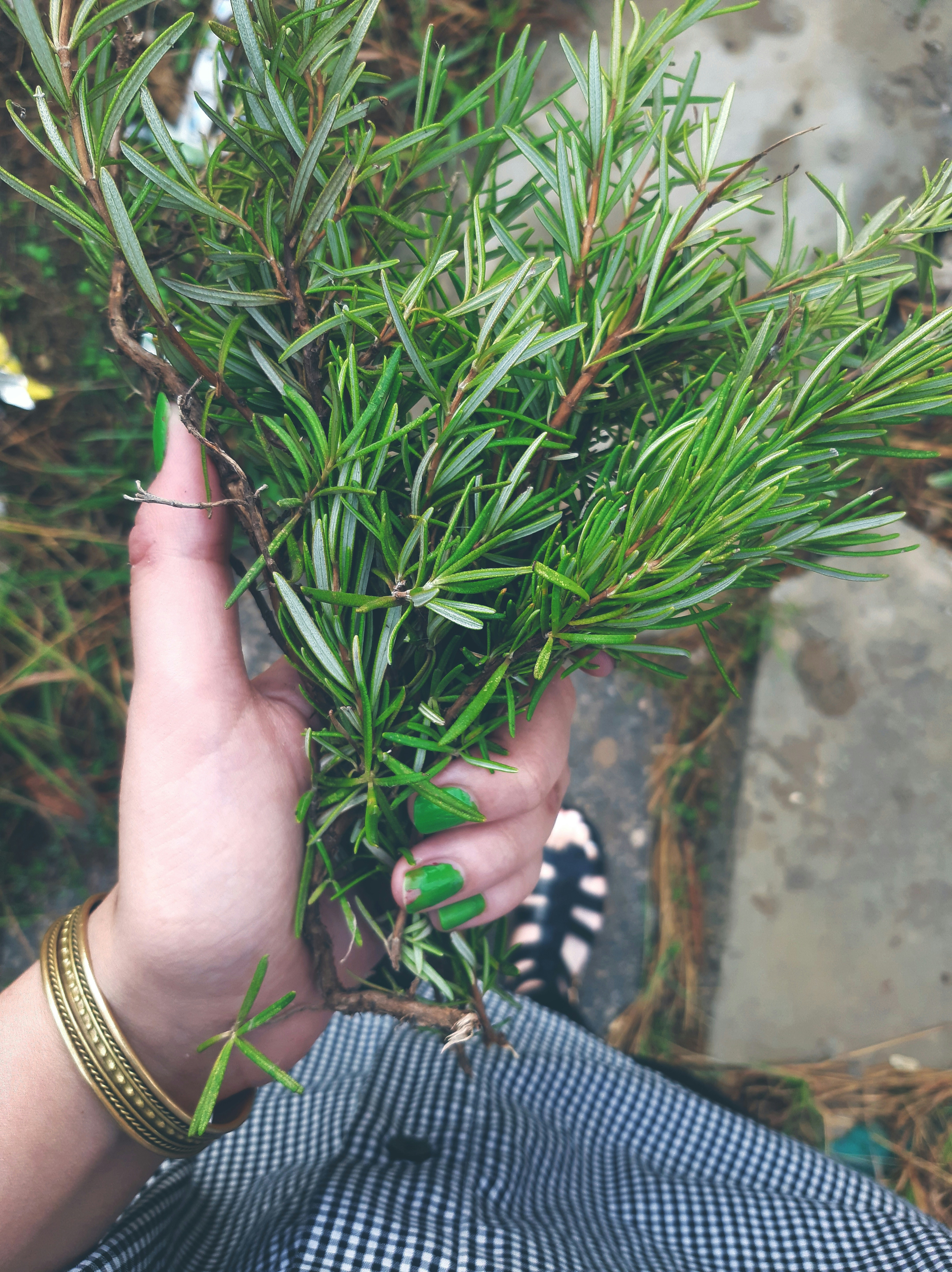 a person holding a plant in their hand