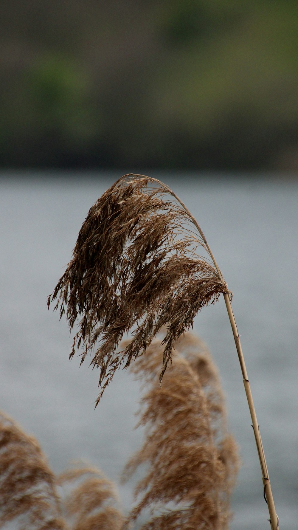 a close up of a plant with water in the background