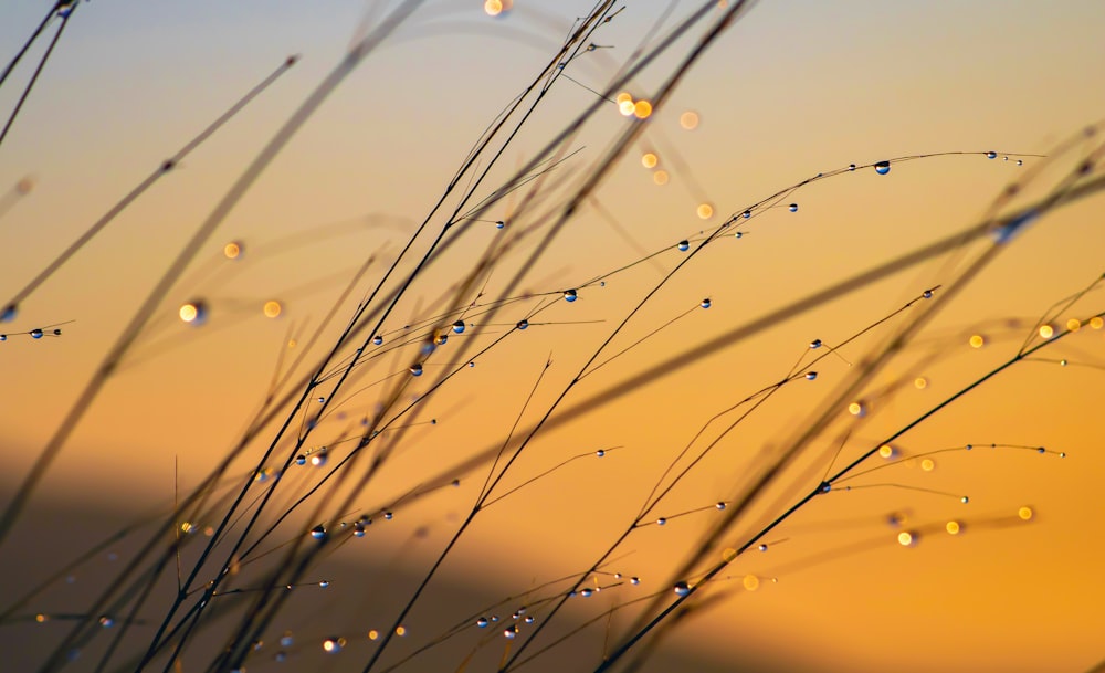 a close up of water droplets on a plant