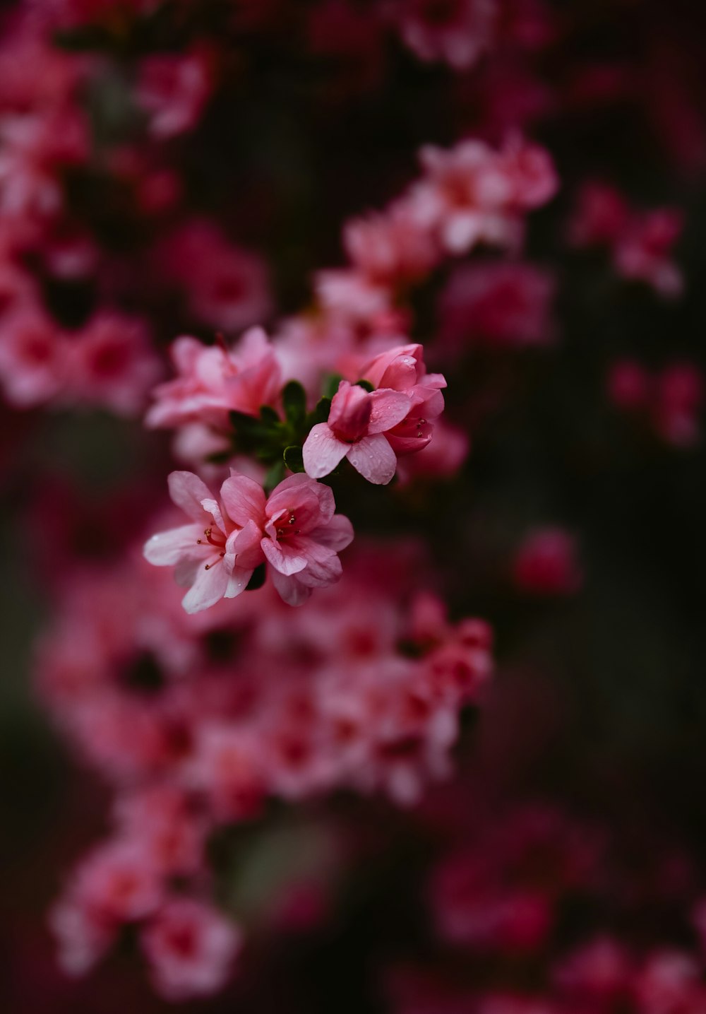 a bunch of pink flowers that are in a vase
