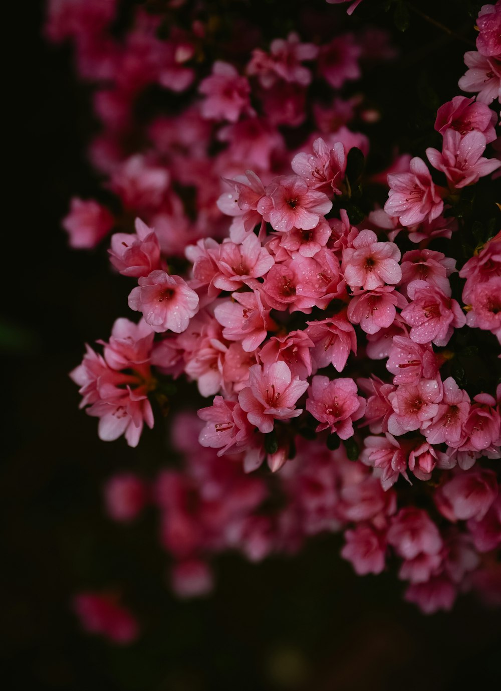 a bunch of pink flowers that are blooming