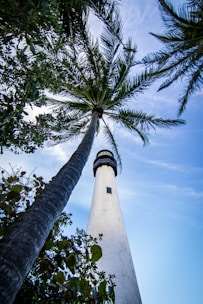 a tall palm tree next to a white lighthouse