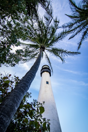 a tall palm tree next to a white lighthouse