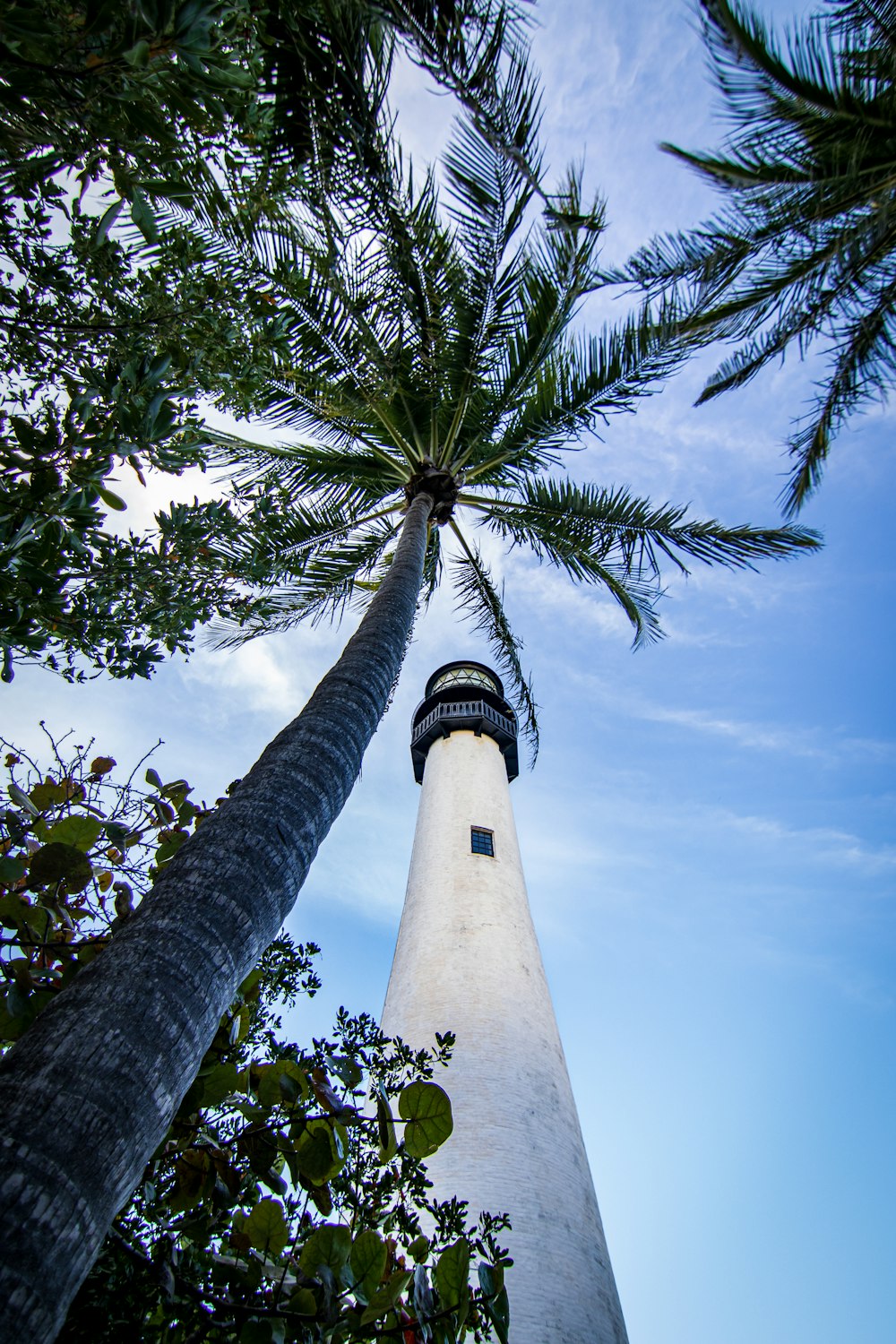 a tall palm tree next to a white lighthouse